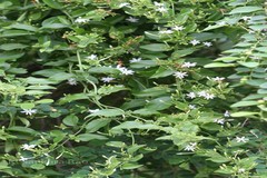 Jasminum roxburghianum